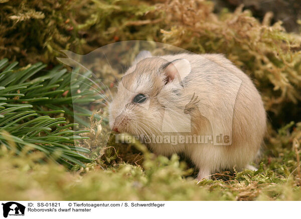 Roborovski's dwarf hamster / SS-01821