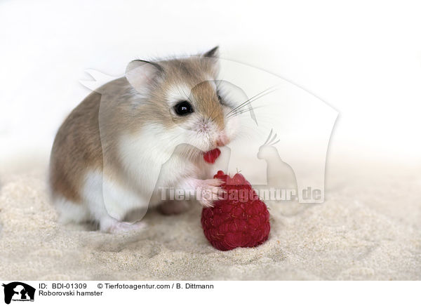 Roborowski-Zwerghamster / Roborovski hamster / BDI-01309