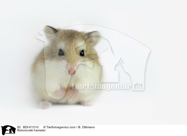 Roborovski hamster / BDI-01310