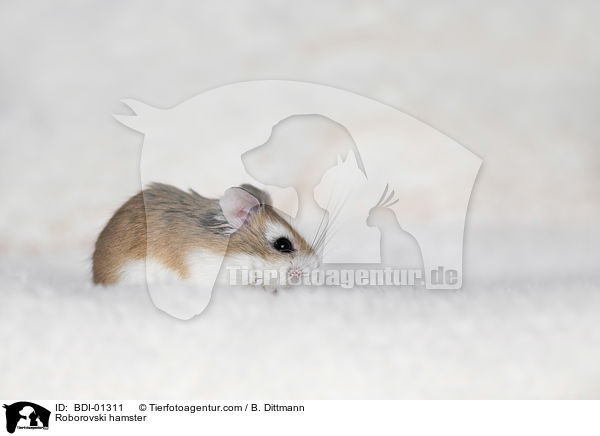 Roborowski-Zwerghamster / Roborovski hamster / BDI-01311