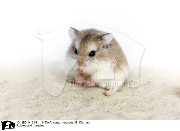 Roborowski-Zwerghamster / Roborovski hamster / BDI-01314