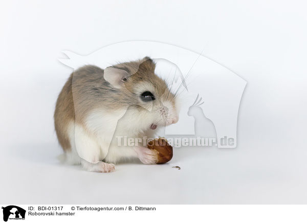 Roborovski hamster / BDI-01317