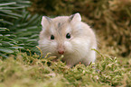 Roborovski's dwarf hamster