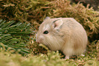 Roborovski's dwarf hamster