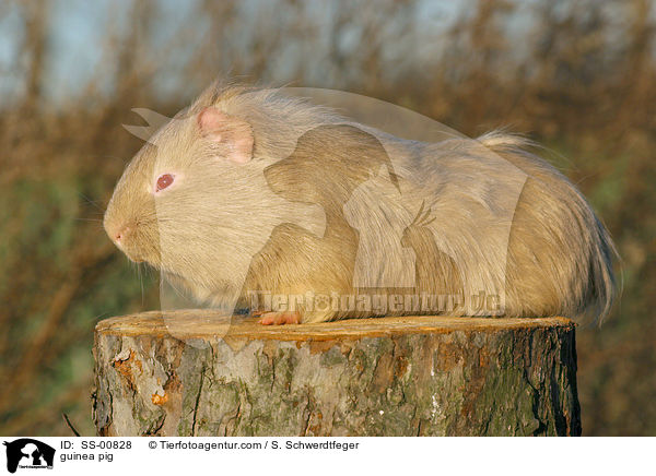 Meerschwein / guinea pig / SS-00828