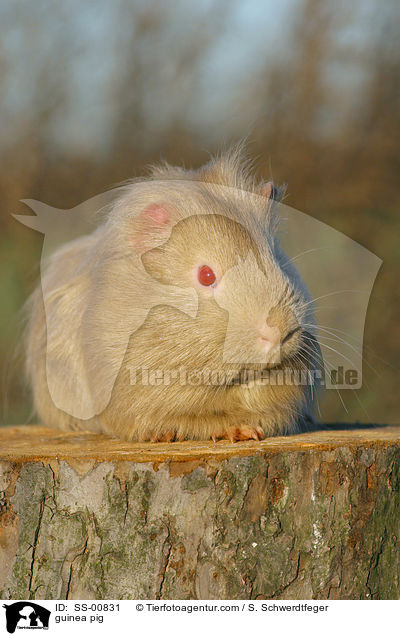 guinea pig / SS-00831