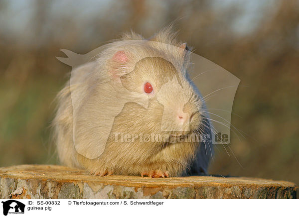 Meerschwein / guinea pig / SS-00832