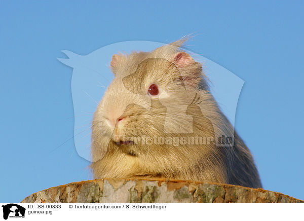 Meerschwein / guinea pig / SS-00833