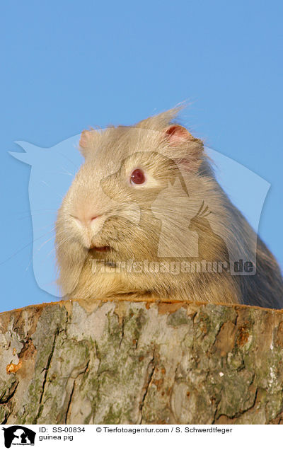 guinea pig / SS-00834