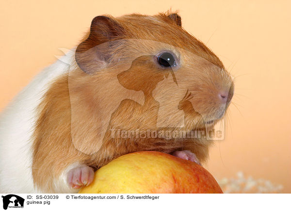 Satin Meerschweinchen / guinea pig / SS-03039