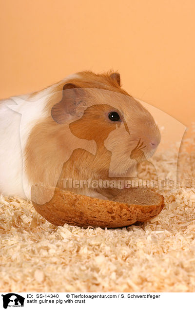satin guinea pig with crust / SS-14340