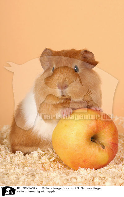 Satin Meerschwein mit Apfel / satin guinea pig with apple / SS-14342