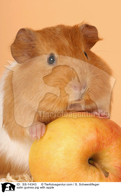 satin guinea pig with apple / SS-14343