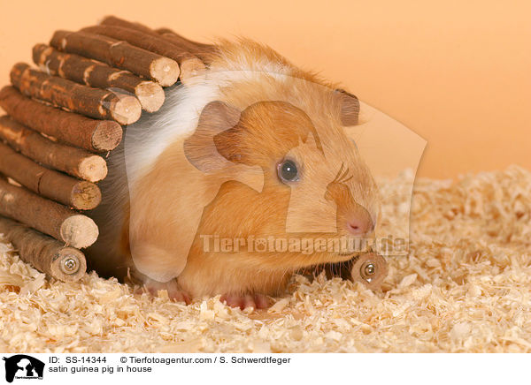 satin guinea pig in house / SS-14344