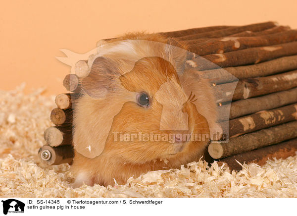 Satin Meerschwein unter Holzbrcke / satin guinea pig in house / SS-14345
