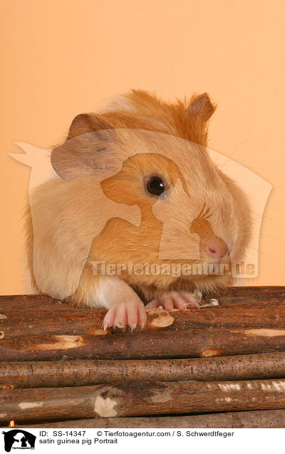 satin guinea pig Portrait / SS-14347