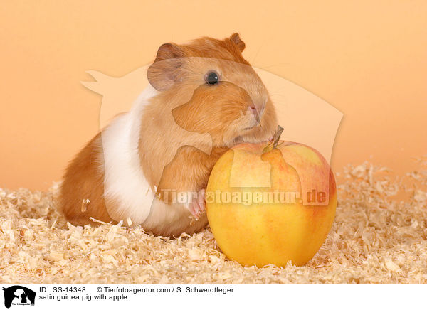 satin guinea pig with apple / SS-14348