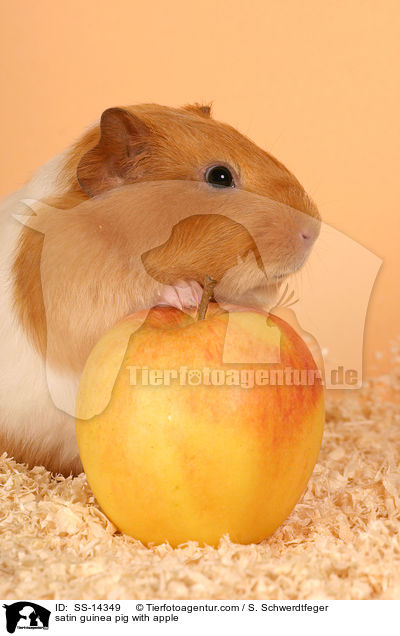 Satin Meerschwein mit Apfel / satin guinea pig with apple / SS-14349