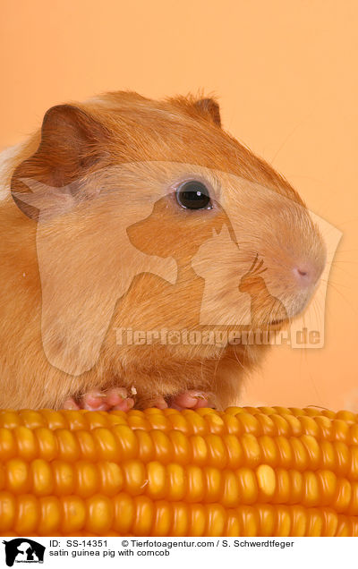 Satin Meerschwein mit Maiskolben / satin guinea pig with corncob / SS-14351
