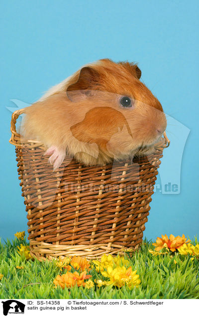 Satin Meerschwein in Krbchen / satin guinea pig in basket / SS-14358