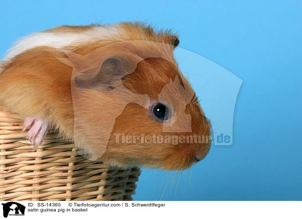 satin guinea pig in basket / SS-14360