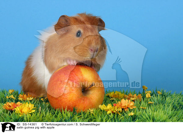 satin guinea pig with apple / SS-14361