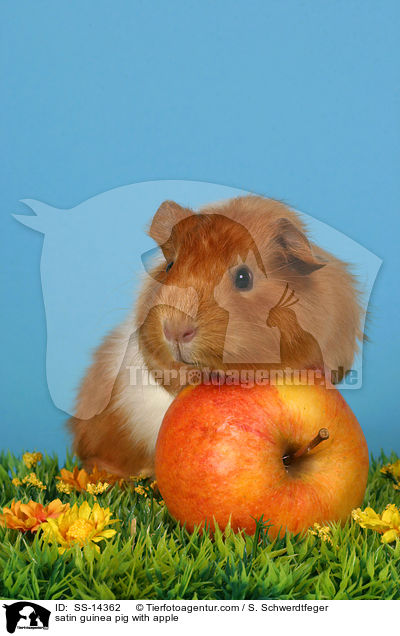 satin guinea pig with apple / SS-14362