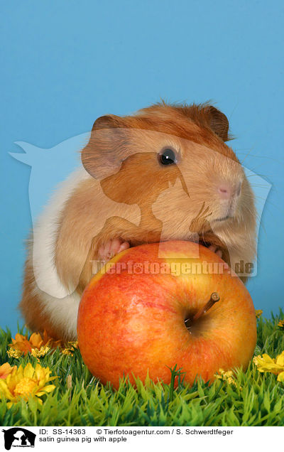 Satin Meerschwein mit Apfel / satin guinea pig with apple / SS-14363