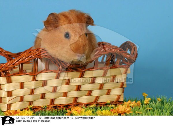 Satin Meerschwein in Krbchen / satin guinea pig in basket / SS-14364