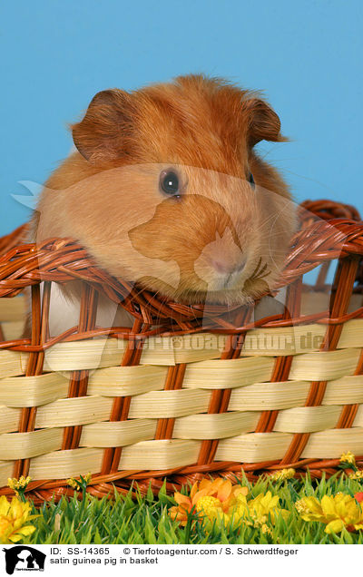 Satin Meerschwein in Krbchen / satin guinea pig in basket / SS-14365