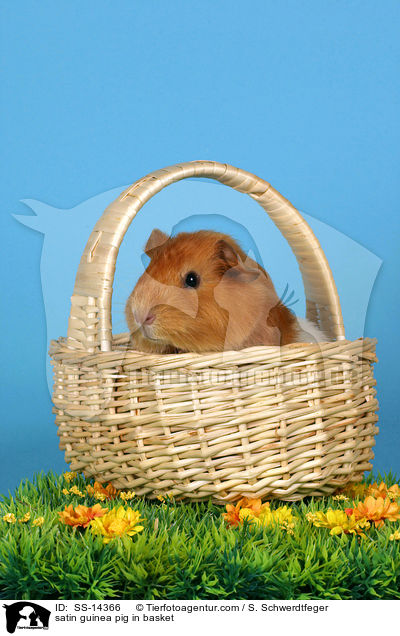 satin guinea pig in basket / SS-14366