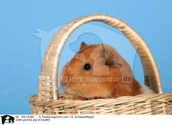 Satin Meerschwein in Krbchen / satin guinea pig in basket / SS-14367
