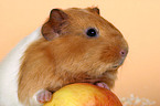 guinea pig