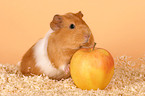 satin guinea pig with apple