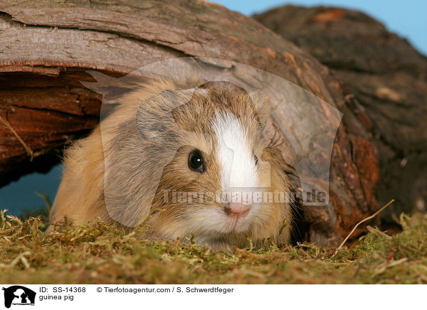 Sheltie Meerschwein / guinea pig / SS-14368