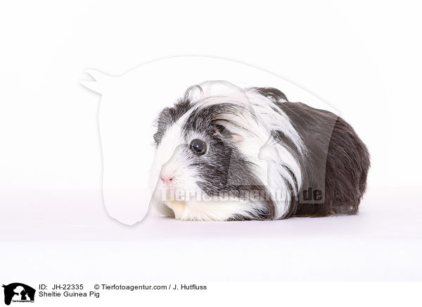 Sheltie Guinea Pig / JH-22335