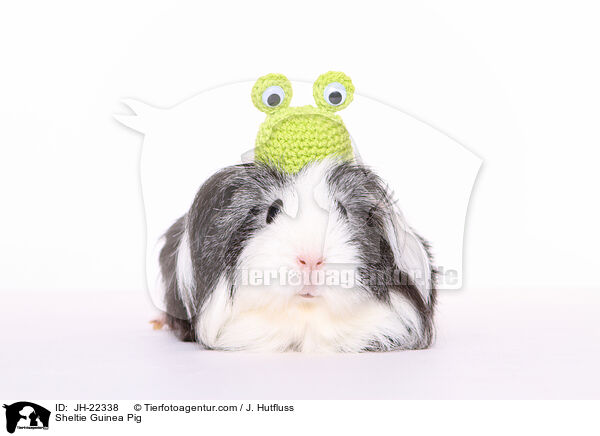 Sheltie Guinea Pig / JH-22338