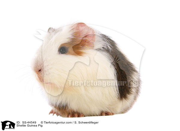 Sheltie Guinea Pig / SS-44549