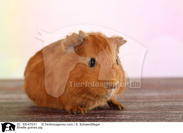 Sheltie guinea pig / SS-47031