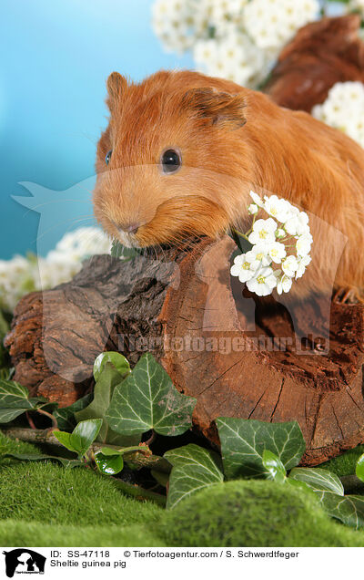 Sheltie Meerschweinchen / Sheltie guinea pig / SS-47118