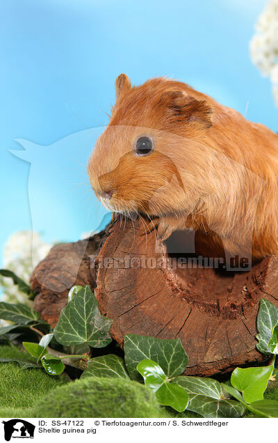 Sheltie Meerschweinchen / Sheltie guinea pig / SS-47122