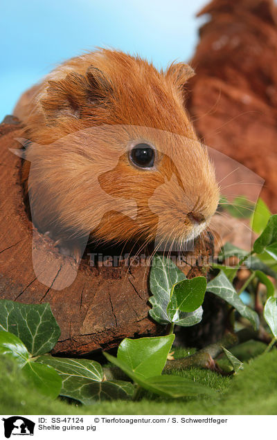 Sheltie Meerschweinchen / Sheltie guinea pig / SS-47124