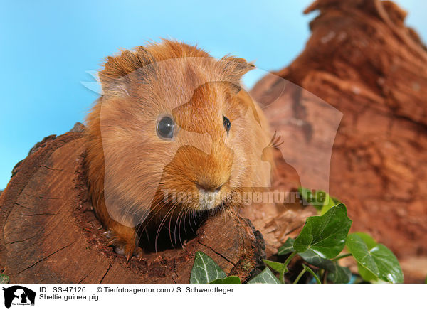 Sheltie Meerschweinchen / Sheltie guinea pig / SS-47126