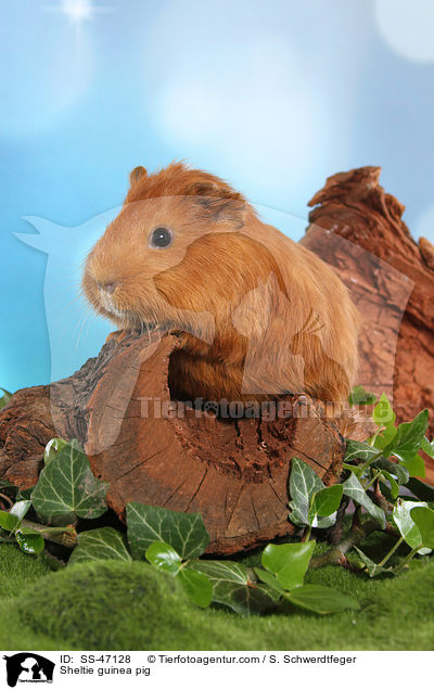 Sheltie Meerschweinchen / Sheltie guinea pig / SS-47128