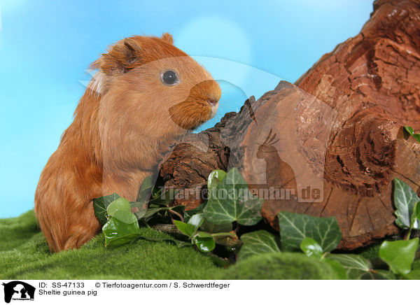Sheltie Meerschweinchen / Sheltie guinea pig / SS-47133