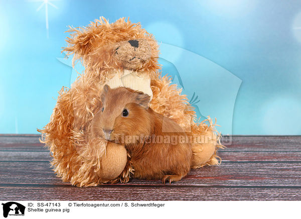 Sheltie guinea pig / SS-47143