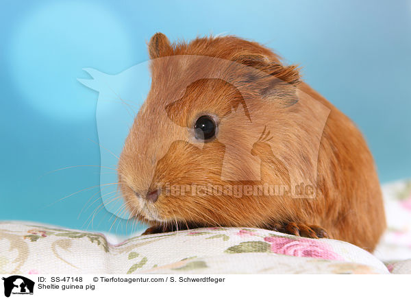 Sheltie Meerschweinchen / Sheltie guinea pig / SS-47148