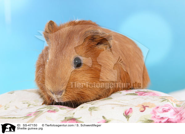Sheltie guinea pig / SS-47150