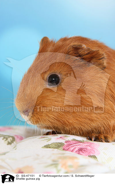 Sheltie guinea pig / SS-47151