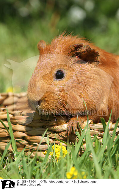 Sheltie guinea pig / SS-47164